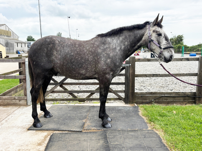 Smart safe young horse.