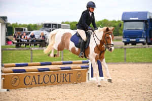 Mothers dream gelding 