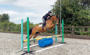 Super trainable mare to produce! 