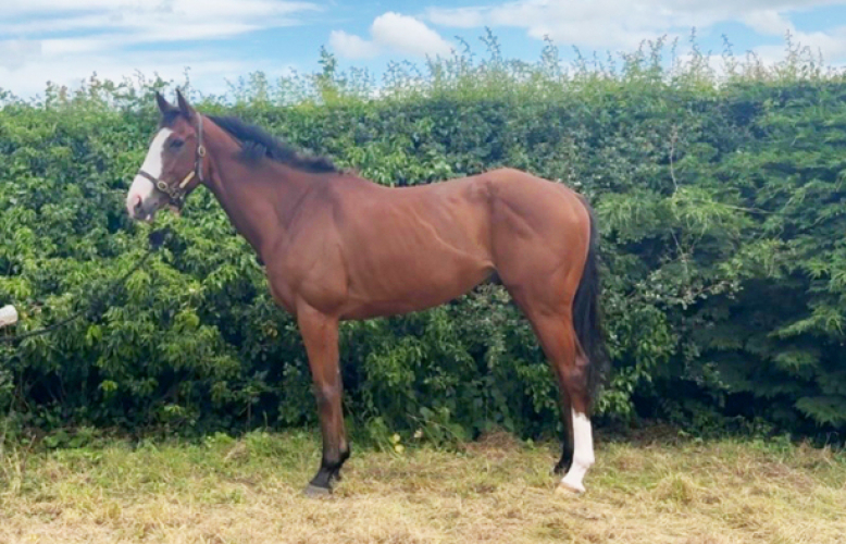Smart future allrounder type