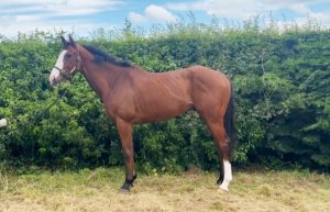 Smart future allrounder type
