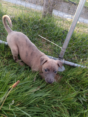 4 hansome whippet pups