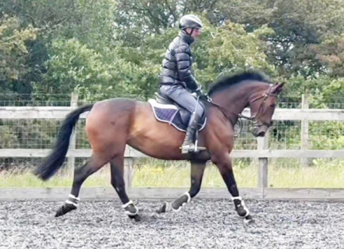 15.2hh sport horse mare