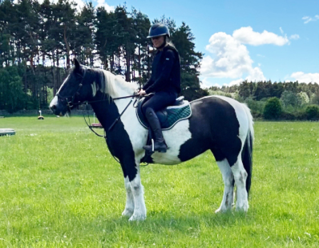 14.3hh safe cob