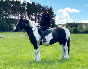 14.3hh safe cob