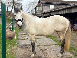 16’3 ISH 8yr old Mare