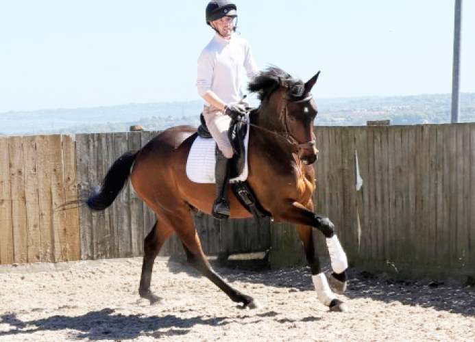 Beautiful Dressage Gelding