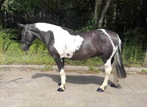 Super hacking and hunting Cob 