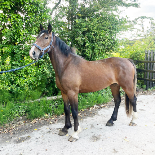Irish Draft X Cob