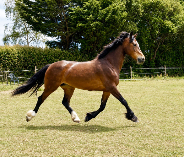 Flashy Project welsh D mare