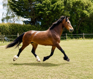 Flashy Project welsh D mare 