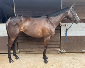 Cracking Mare With It All