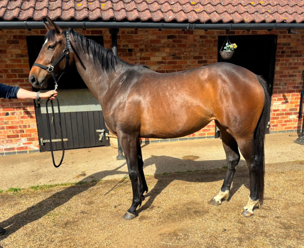 TB 3 year old Filly unbroken