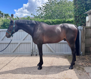 17.3 10year old Gelding 