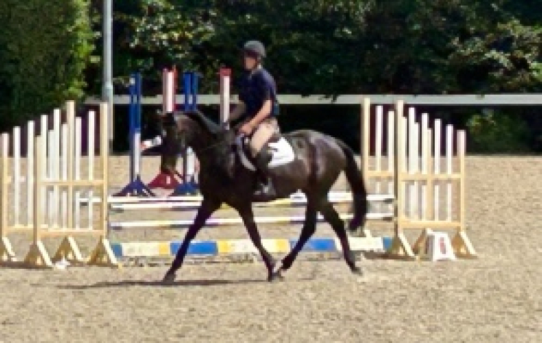 Diamond – Talented Retrained Thoroughbred with Grassroots Potential