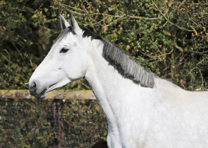 Broodmare
