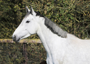 Broodmare 