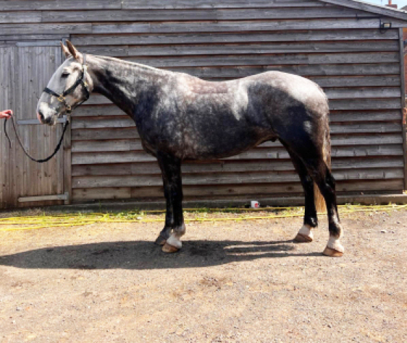 Smart Hunter / all rounder