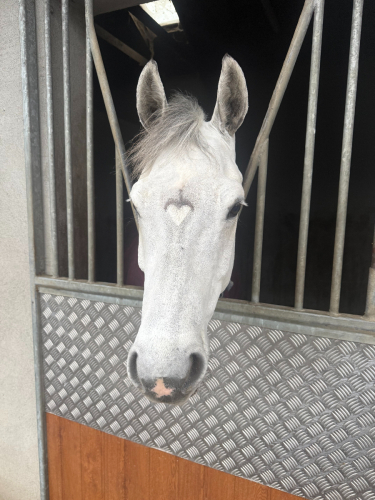 WANTED - Full Time, Live In Mothers Help / Hunt Groom - North County Kildare, Ireland