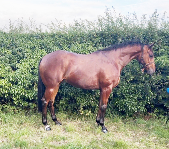 Frog Super smart gelding