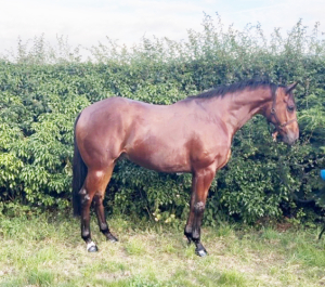 Frog Super smart gelding 