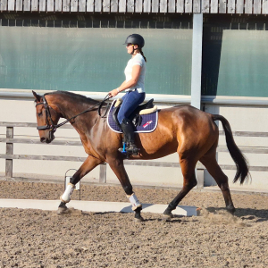 6yo 16hh Riding Club Allrounder / Hunter / Happy Hack