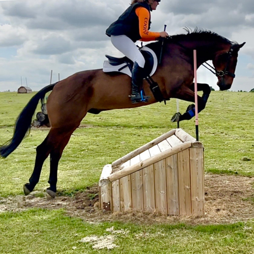 6yo 16hh Riding Club Allrounder / Hunter / Happy Hack
