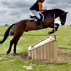 6yo 16hh Riding Club Allrounder / Hunter / Happy Hack