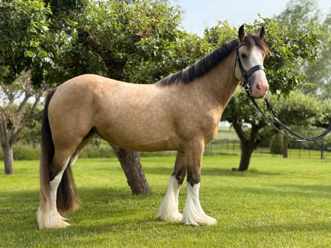 Beautiful buckskin Irish cob mare. Safe, sensible, confidence giving