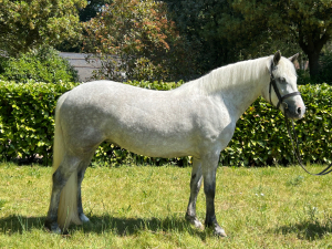 Pretty 4 yr old Connemara Filly