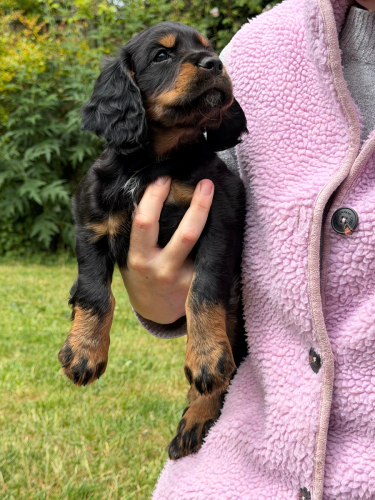 Working Cocker Spaniel Puppies