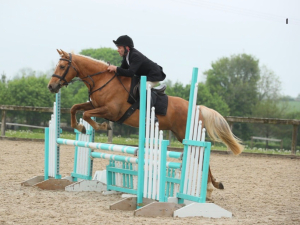Lovely natured palomino