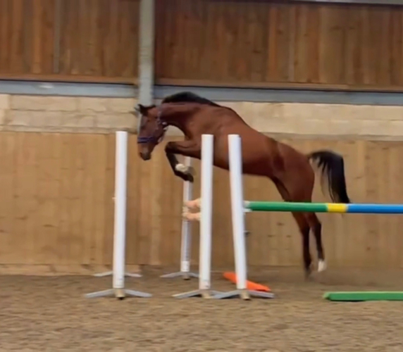 Exceptional 4-Year-Old Mare – Future Eventing Star