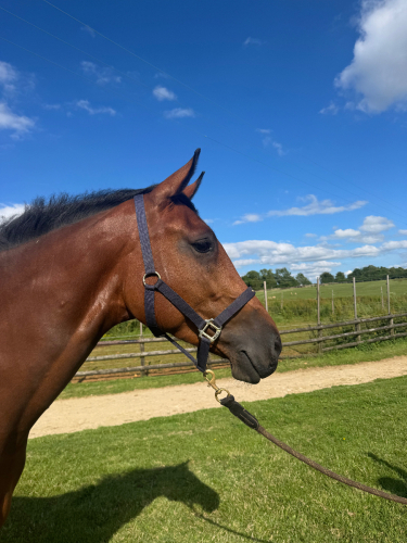 BEAUTIFUL BAY MARE