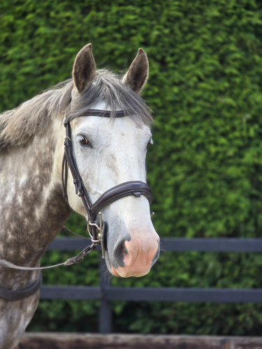 Full Irish draught gelding 5 year old