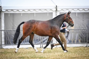 Lovely young gelding.