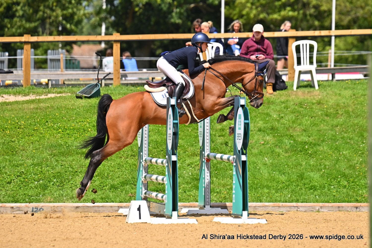 Absolutely Top Class  Showjump / Hunter Jumper / Potential Derby Horse