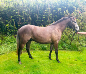 Quality 15.2 3yr old Gelding