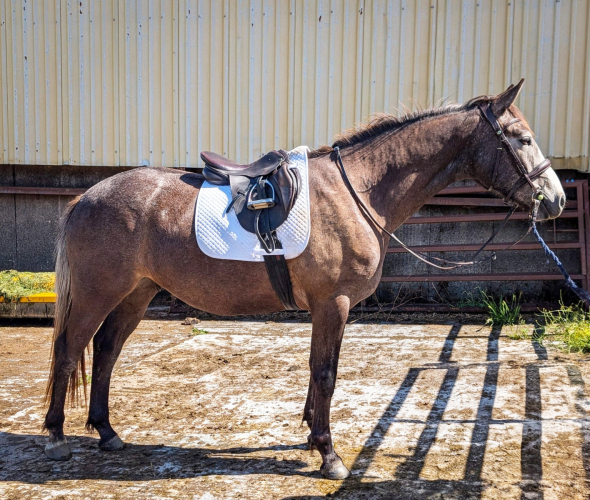 Quality 15.2 3yr old Gelding