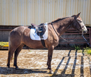 Quality 15.2 3yr old Gelding