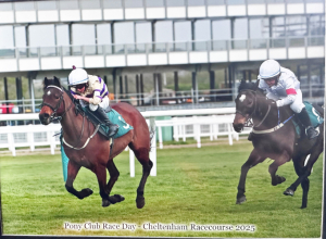134cm racing pony/ all rounder