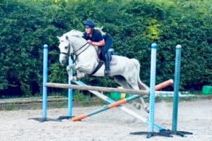Quality Connemara Pony