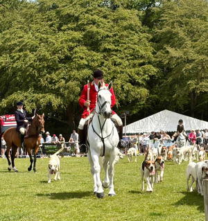 The Kent Hounds Groom/Kennel Assistant - Wanted 