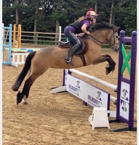 SUPER SMART TOP CLASS WORKING HUNTER/EVENT PONY
