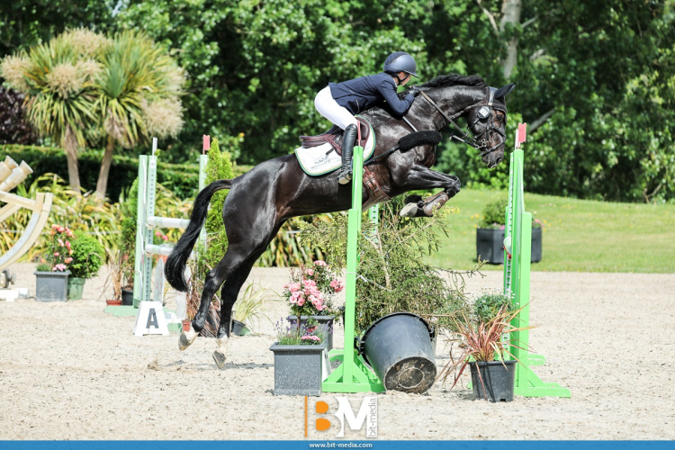Quality Mare Looking for a Quieter Home