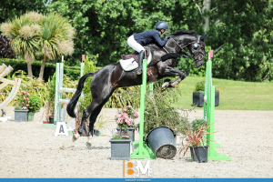 Quality Mare Looking for a Quieter Home