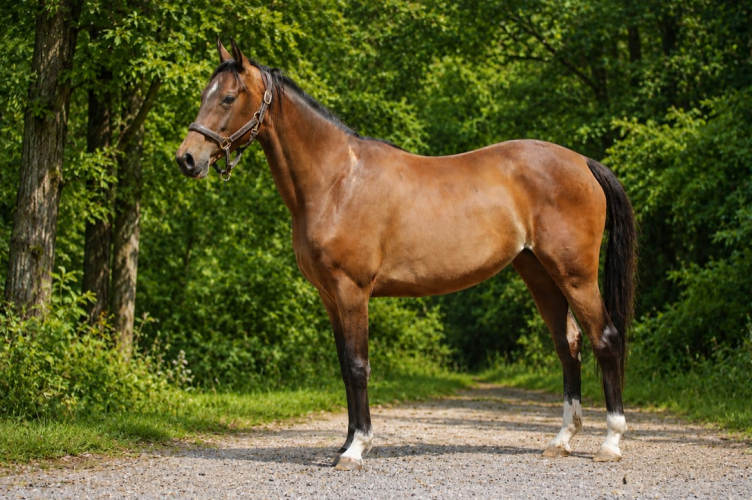 FEI Potential JR Event/Dressage Prospect