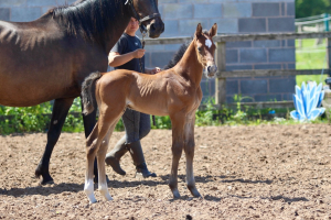 International Showjumping Prospect