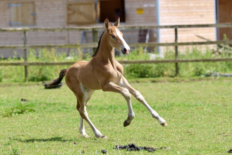 Flashy Buckskin Performance Bred Colt