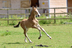 Flashy Buckskin Performance Bred Colt